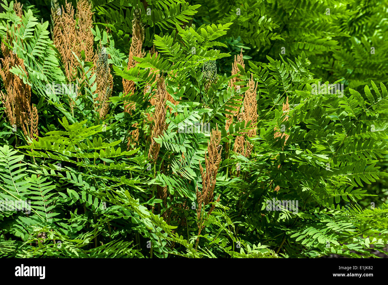 Royal fern / flowering fern (Osmunda regalis) showing fertile and sterile fronds in spring Stock Photo