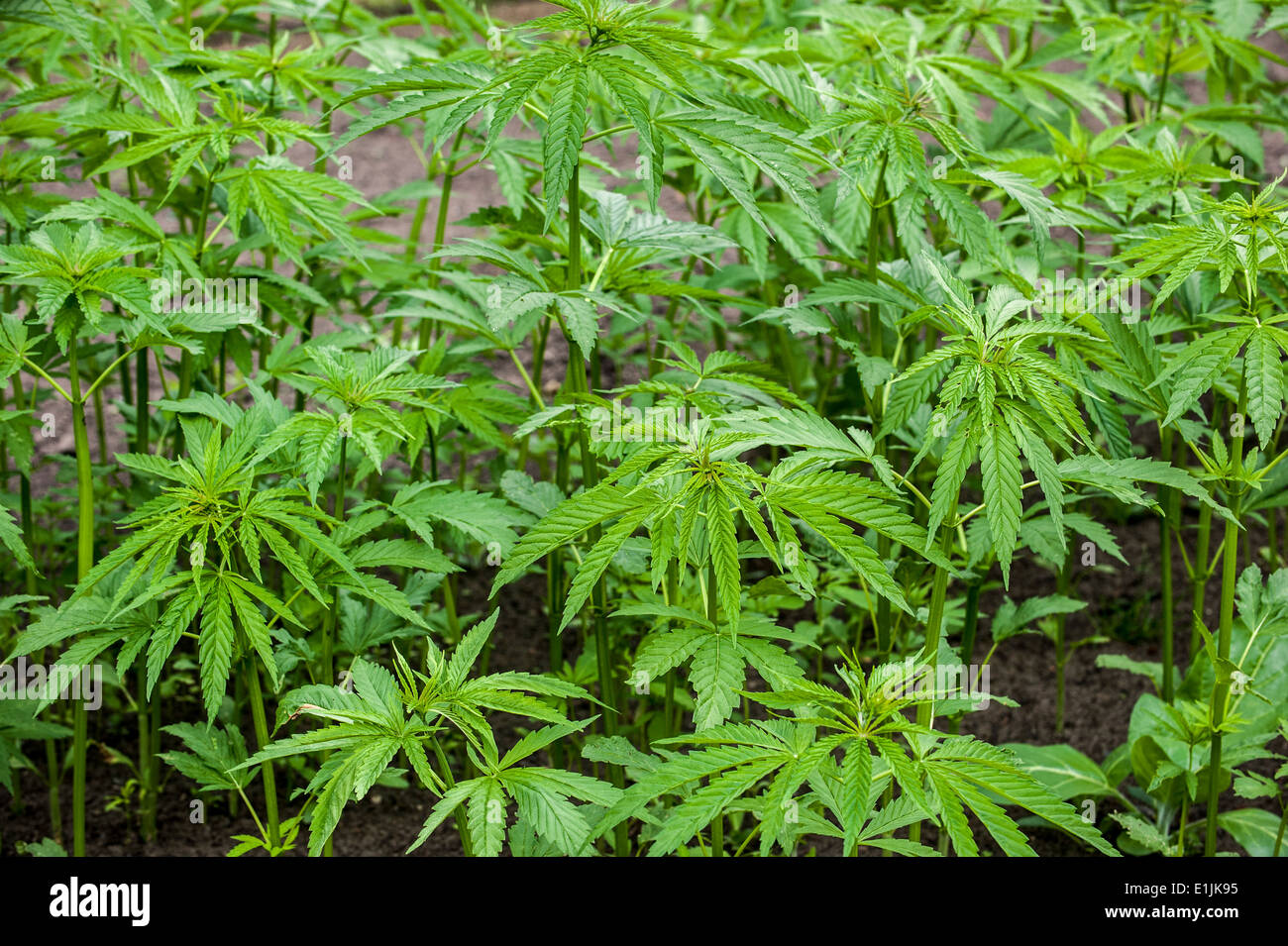 Cannabis / hemp (Cannabis sativa) plants growing in plantation Stock Photo