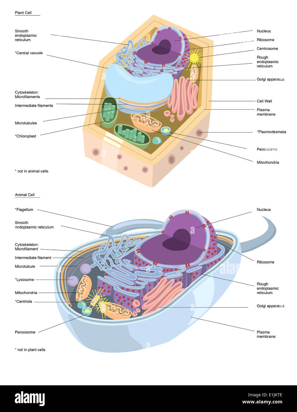 Comparative illustration of plant and animal cell anatomy (with labels). Stock Photo