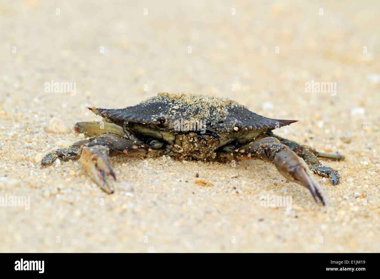 A dead crab on the marsh trail at Edwin B Forsythe National Wildlife Refuge. New Jersey, USA Stock Photo