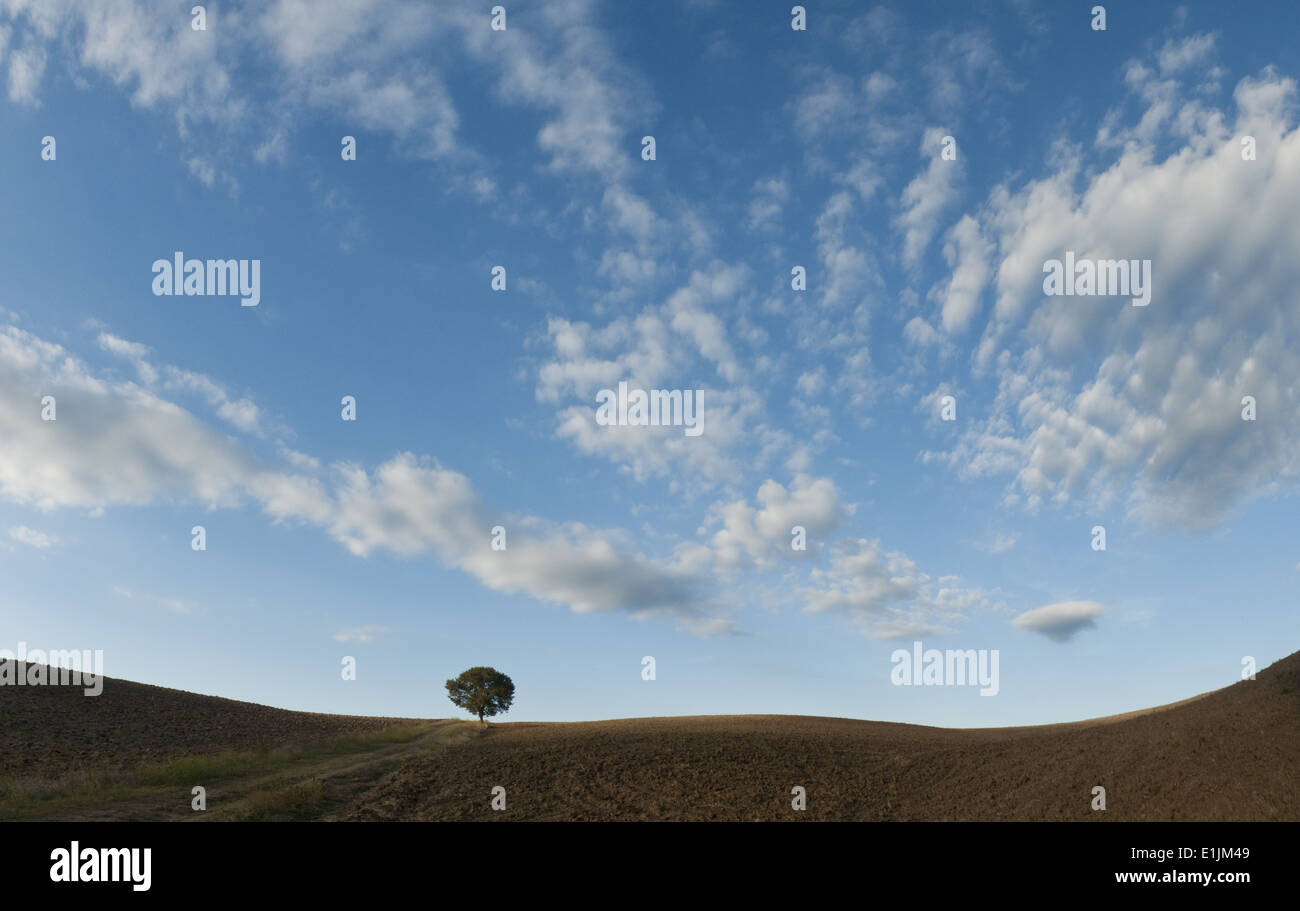 Solitary tree and fields, central Italy, Europe Stock Photo