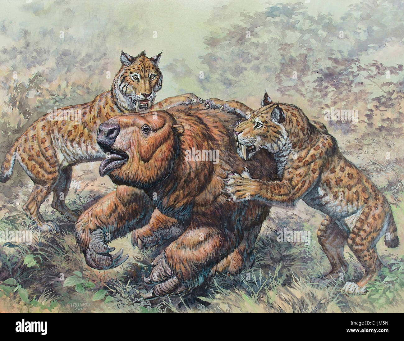 Smilodon dirk-toothed cats attacking a Glossotherium ... Smilodon dirk-toothed cats attacking a Glossotherium ...