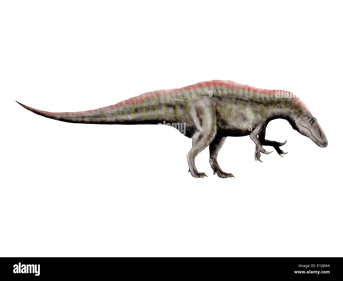 Acrocanthosaurus, a theropod dinosaur from the Early Cretaceous Period. Stock Photo
