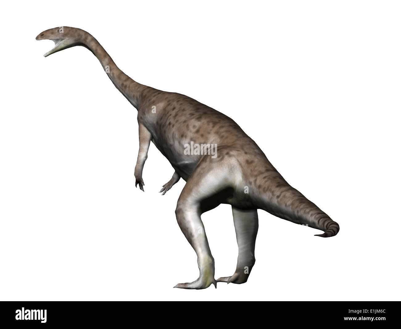 Anchisaurus is a prosauropod dinosaur from the Jurassic Period. Stock Photo