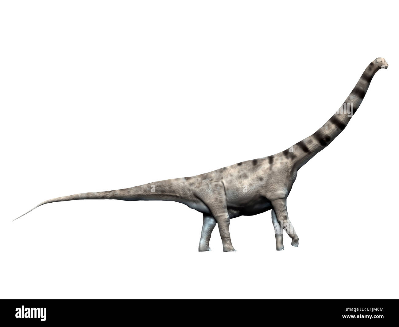 Argentinosaurus is a sauropod dinosaur from the Late Cretaceous Period. Stock Photo