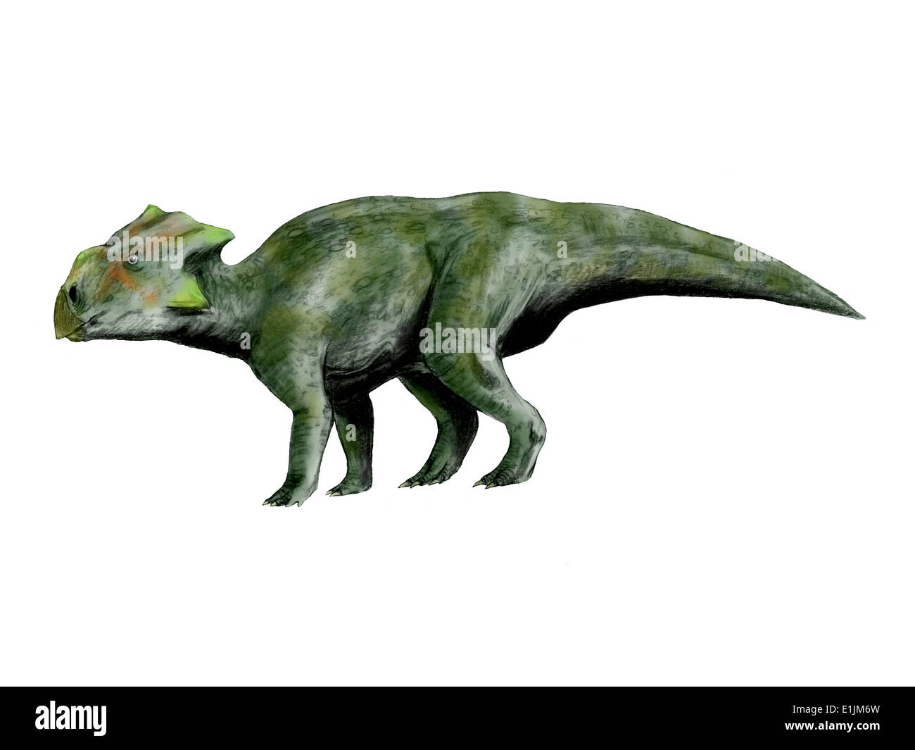 Bagaceratops is a ceratopsian dinosaur from the Cretaceous Period. Stock Photo