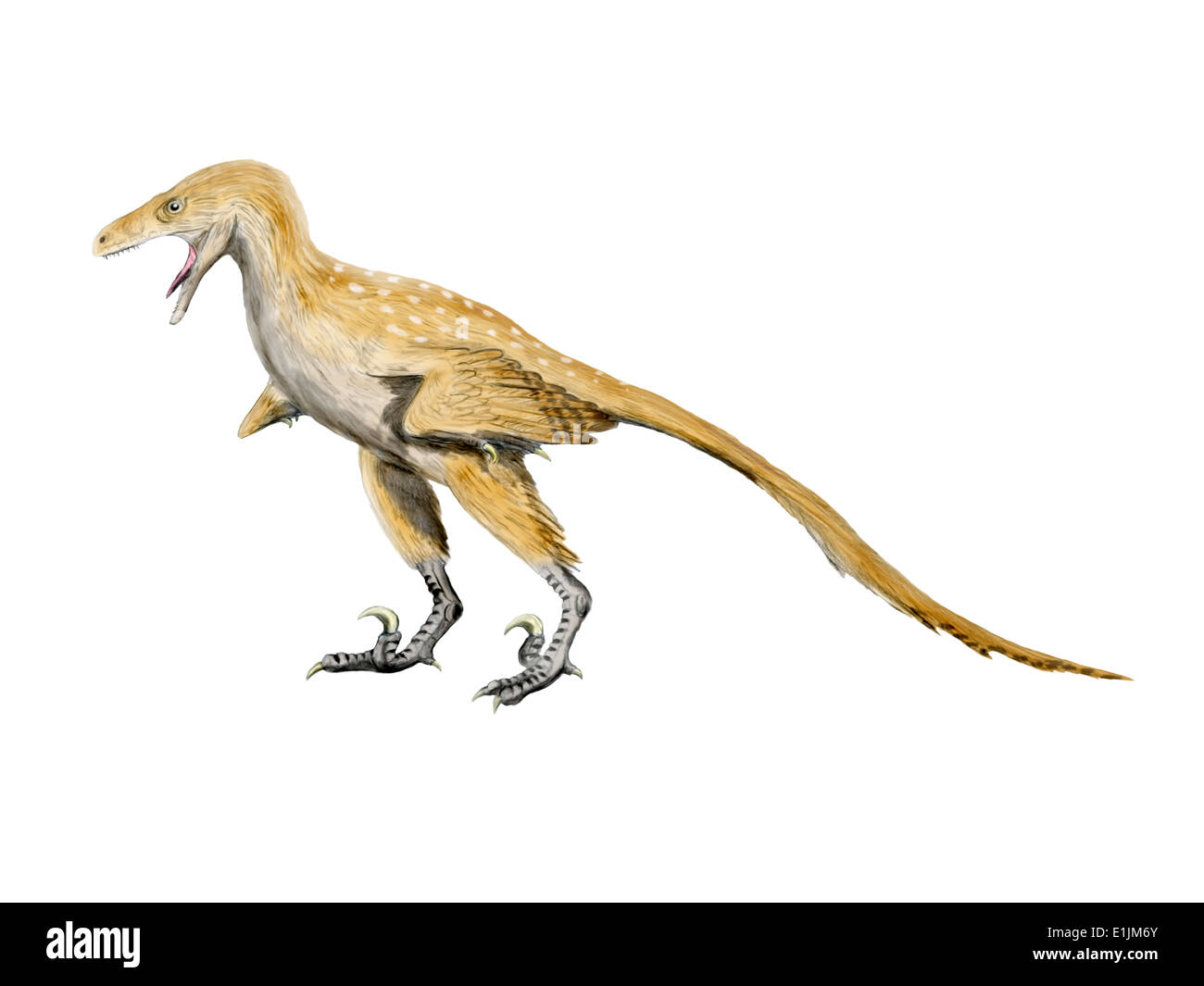 Bambiraptor Is A Theropod Dinosaur From The Late Cretaceous Period Stock Photo Alamy