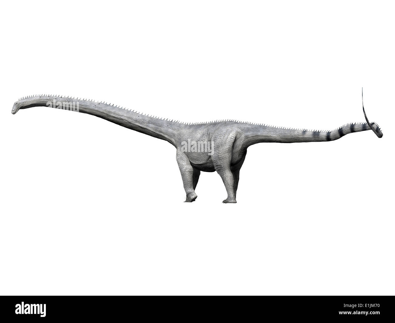 Barosaurus is a sauropod dinosaur from the Jurassic Period. Stock Photo