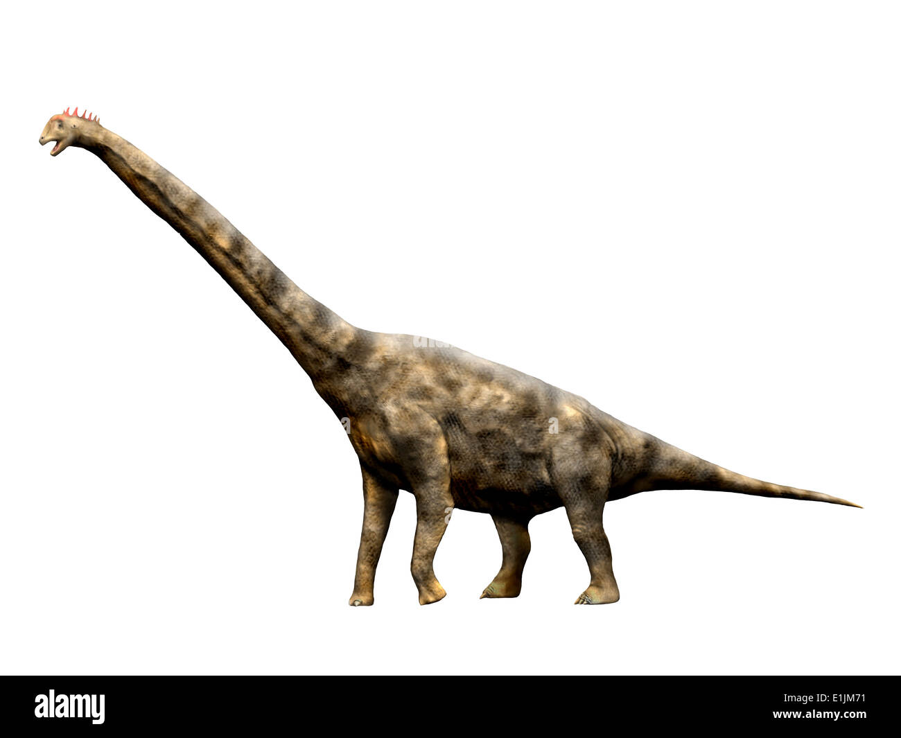 Brachiosaurus dinosaur, white background. Stock Photo