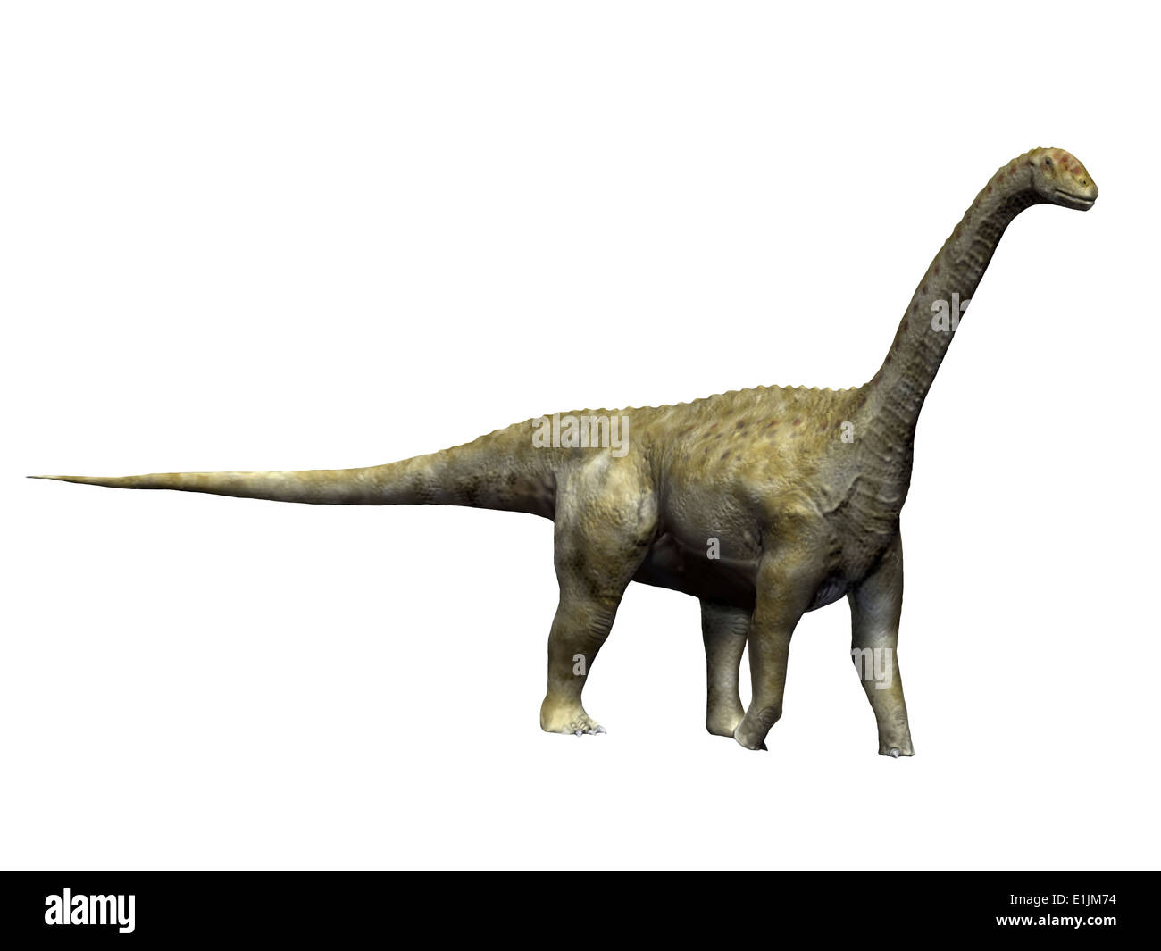 Camarasaurus dinosaur, white background. Stock Photo