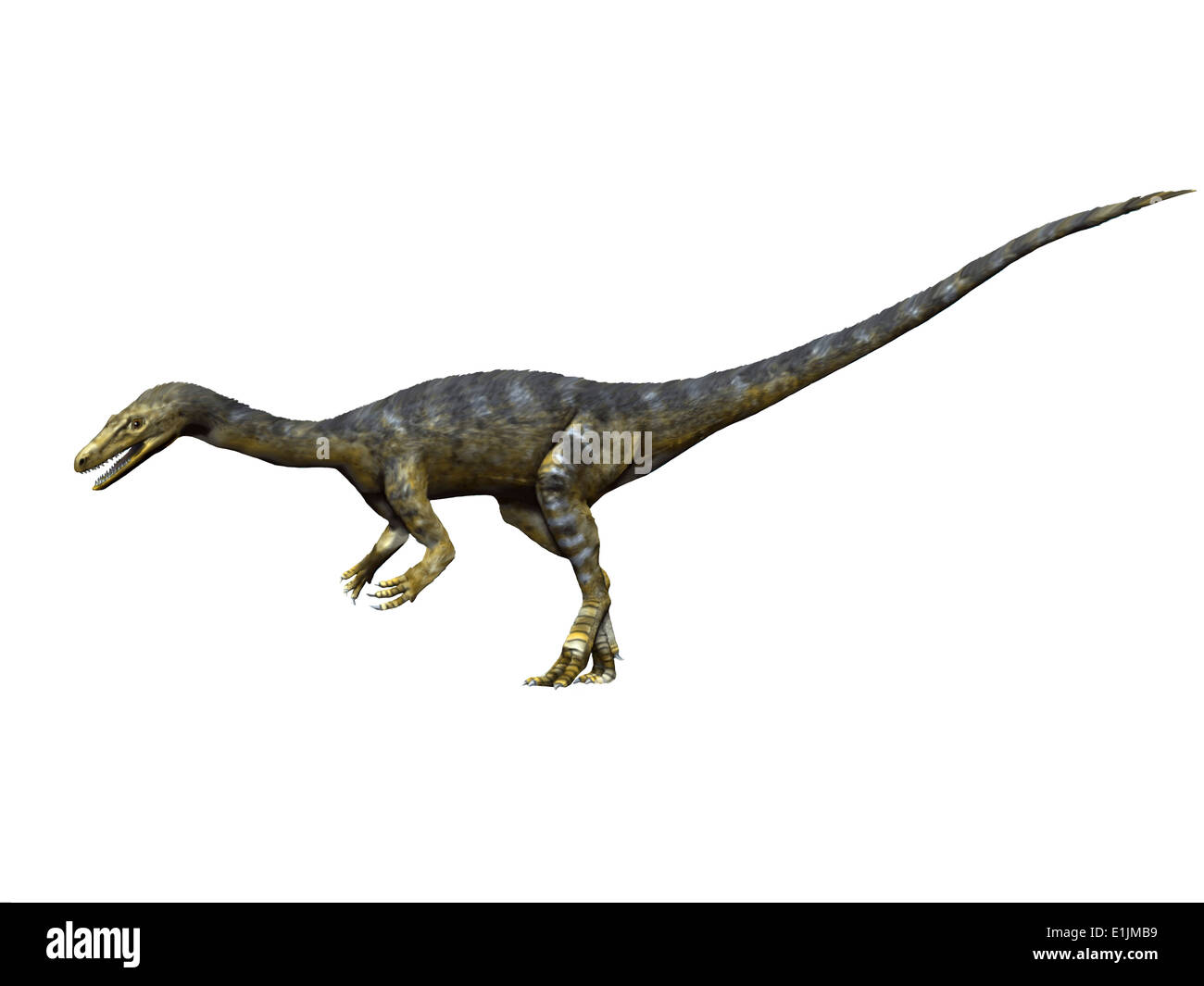Coelophysis dinosaur, white background. Stock Photo