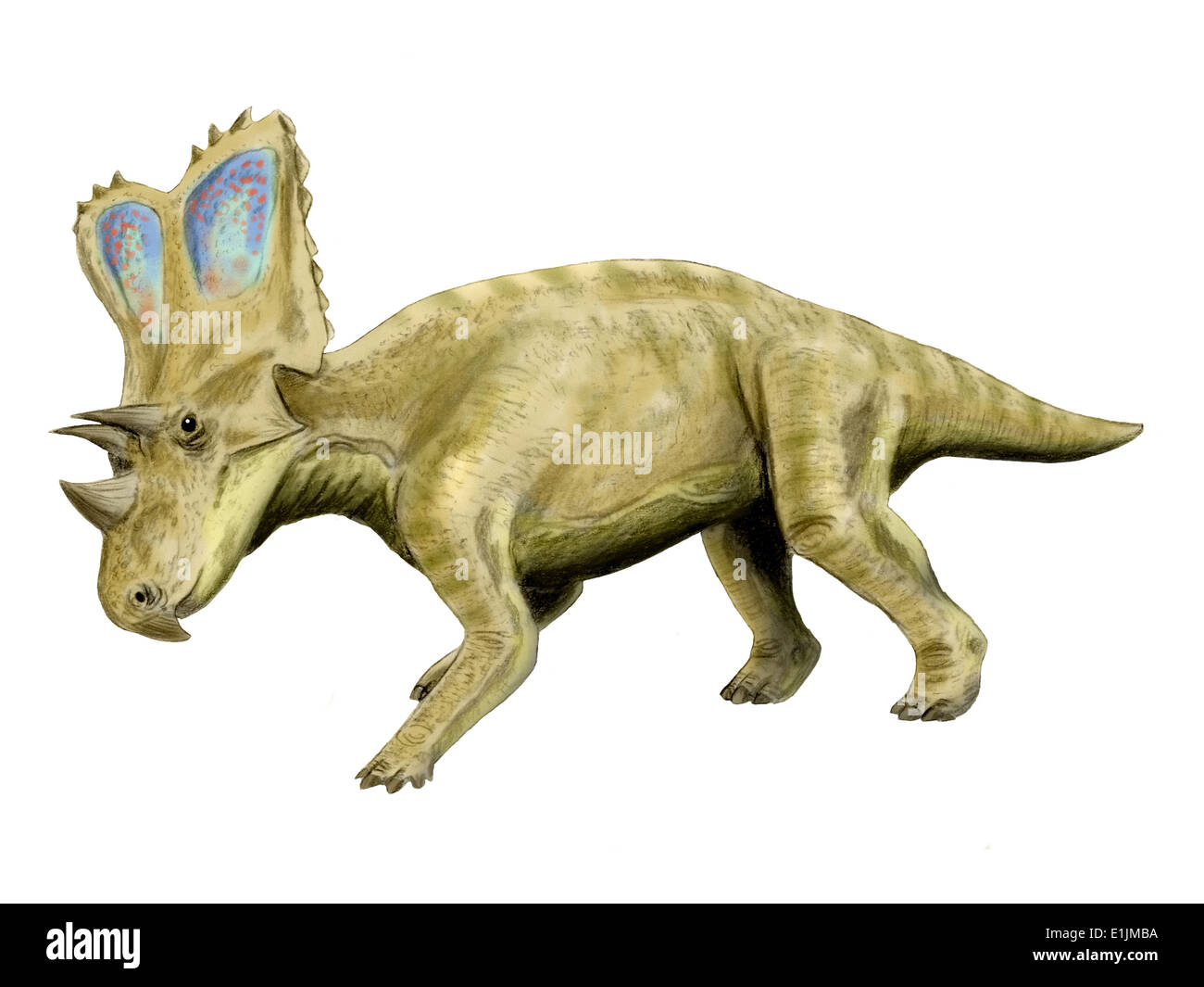 Chasmosaurus dinosaur, white background. Stock Photo