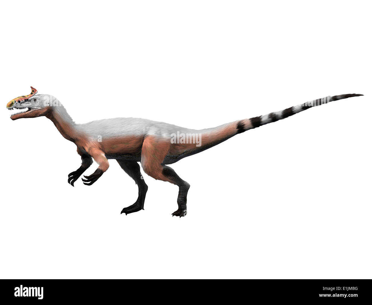 Cryolophosaurus dinosaur, white background. Stock Photo