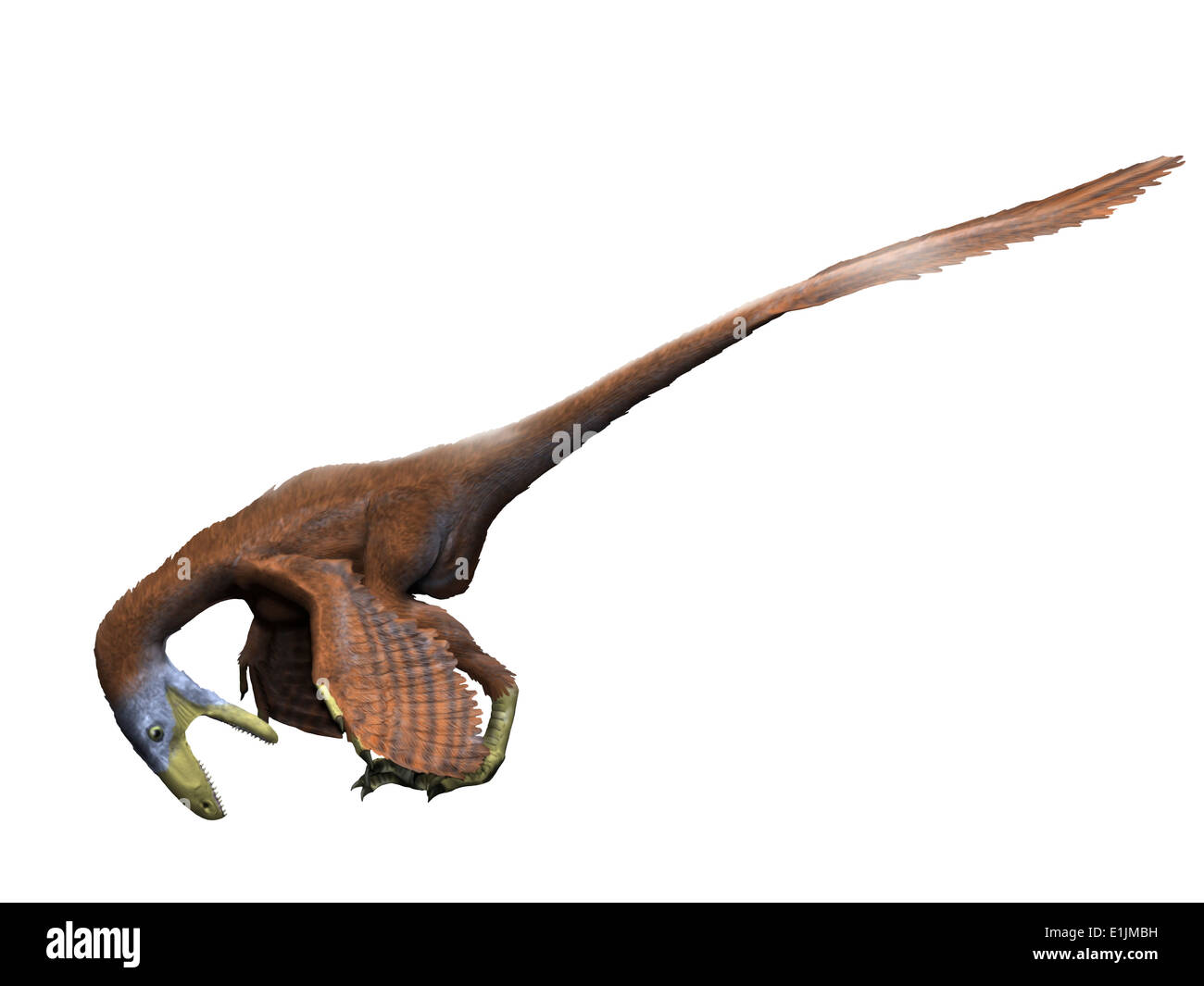 Deinonychus dinosaur, white background. Stock Photo