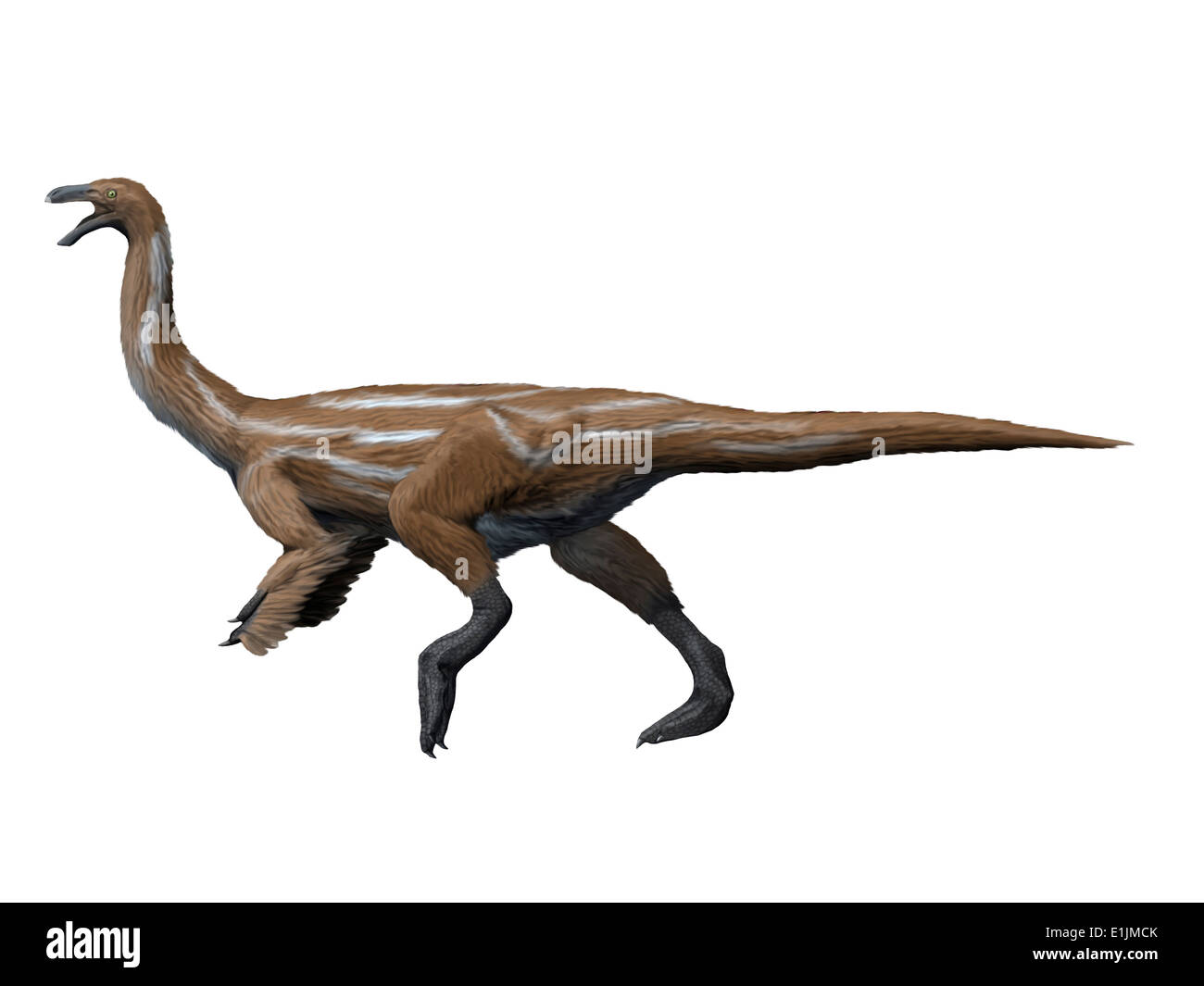 Gallimimus dinosaur, white background. Stock Photo