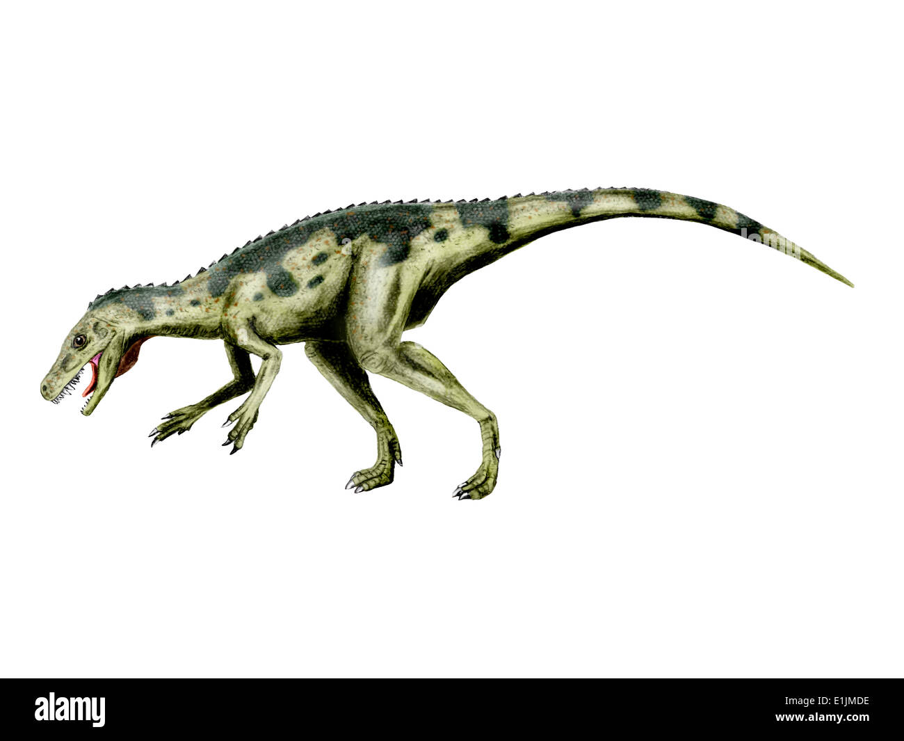 Herrerasaurus dinosaur hi-res stock photography and images - Alamy