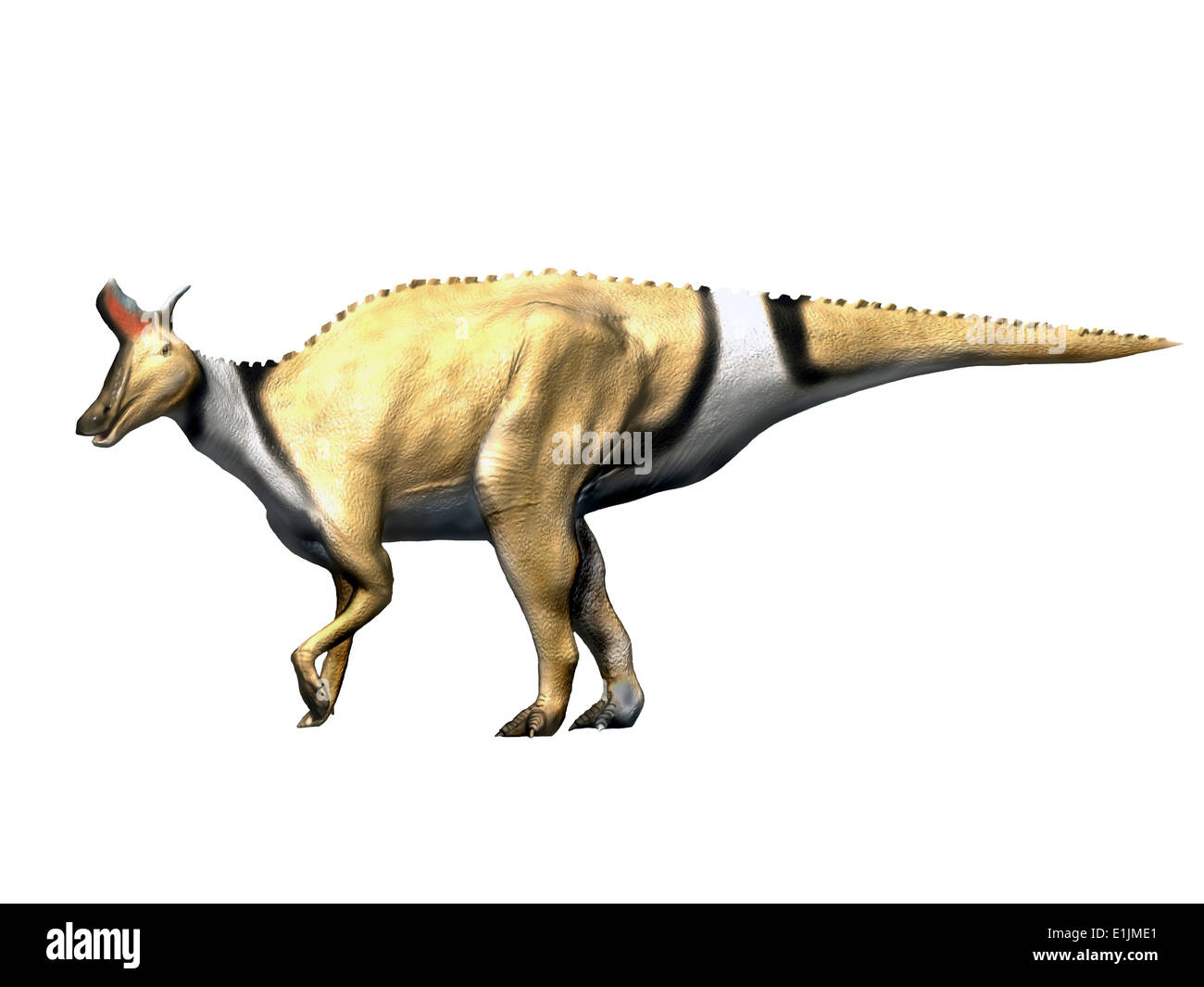 Lambeosaurus dinosaur, white background. Stock Photo
