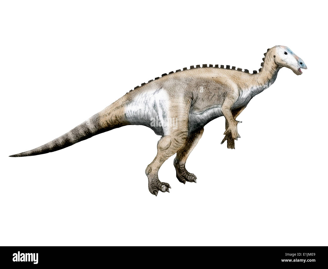 Mantellisaurus dinosaur, white background. Stock Photo