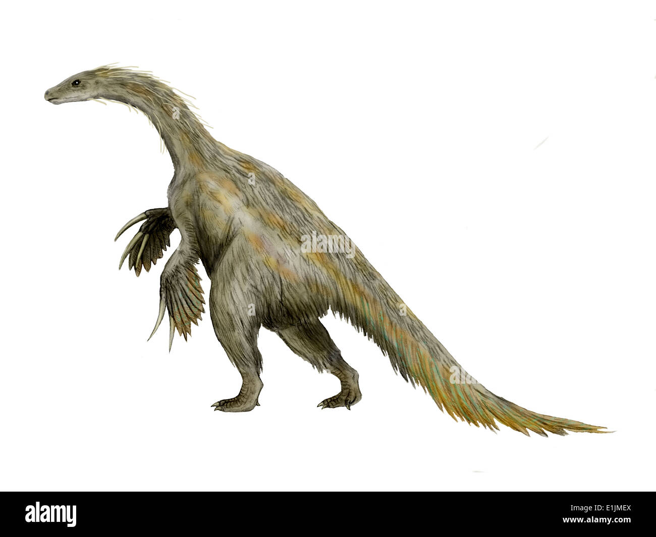 Nothronychus dinosaur, white background. Stock Photo