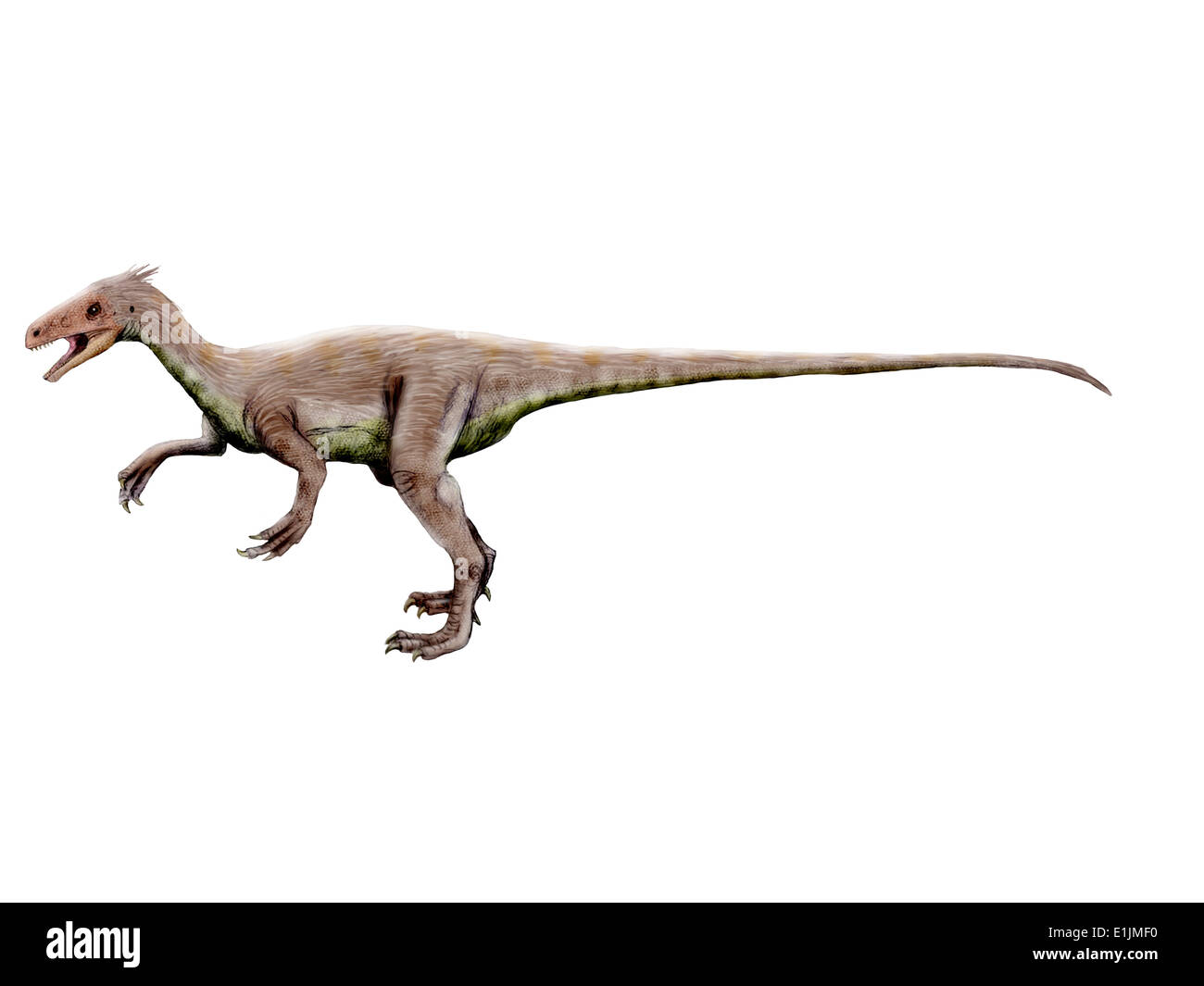 Ornitholestes dinosaur, white background. Stock Photo