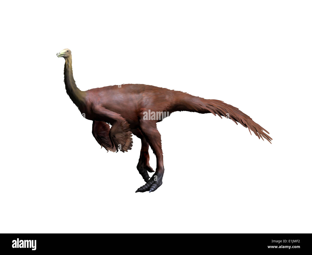 Ornithomimus dinosaur, white background. Stock Photo