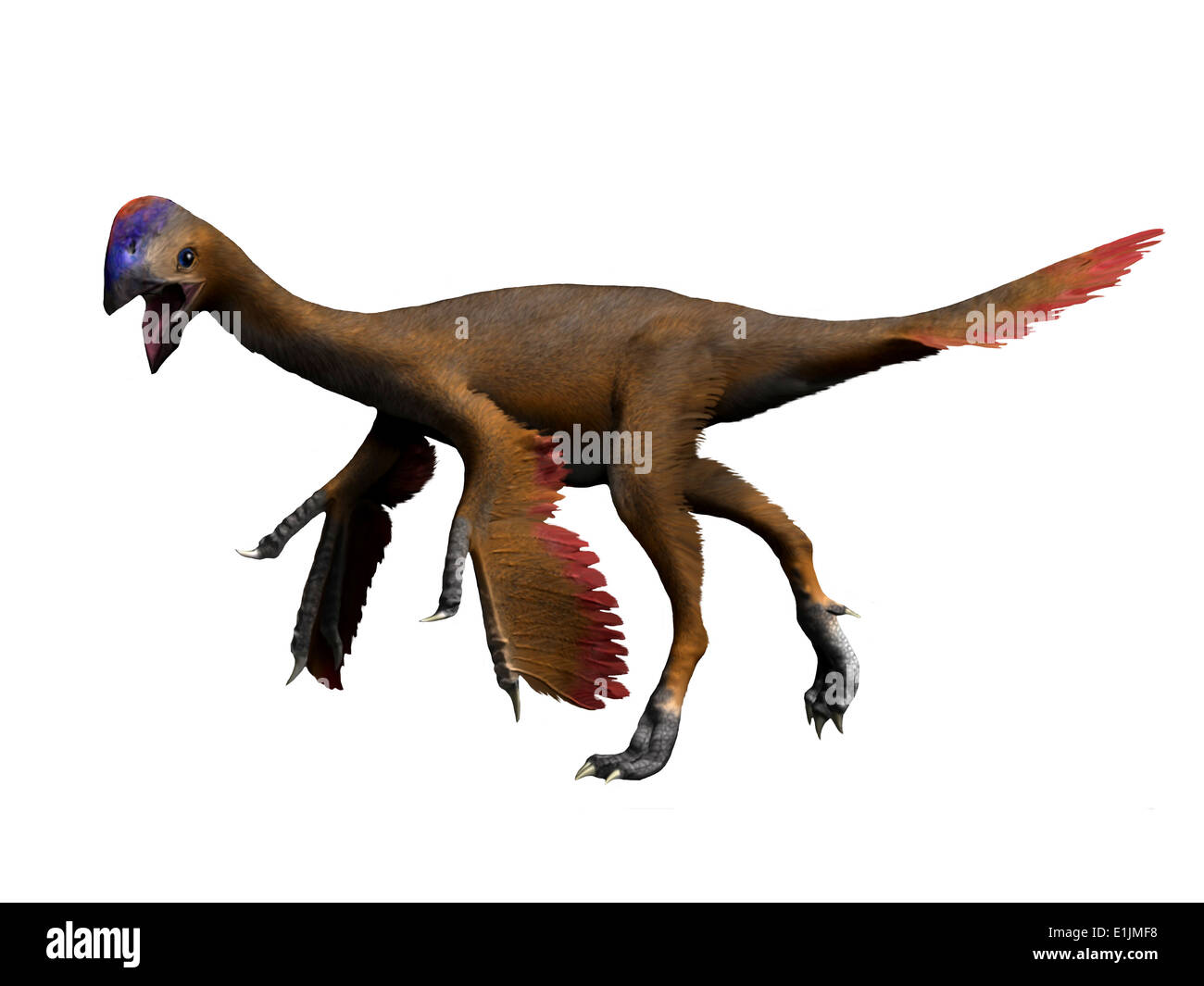 Oviraptor dinosaur, white background. Stock Photo