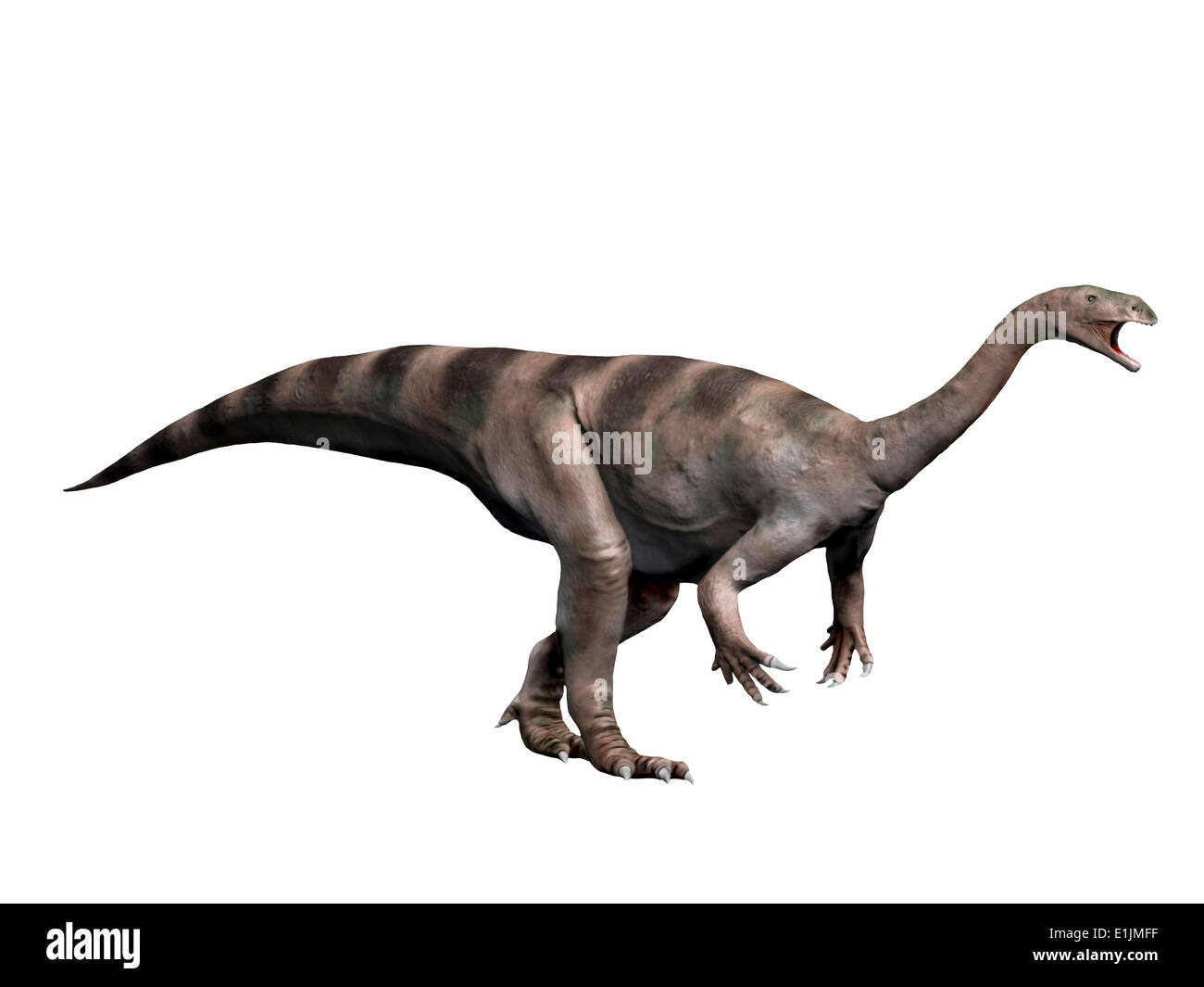 Plateosaurus dinosaur, white background. Stock Photo