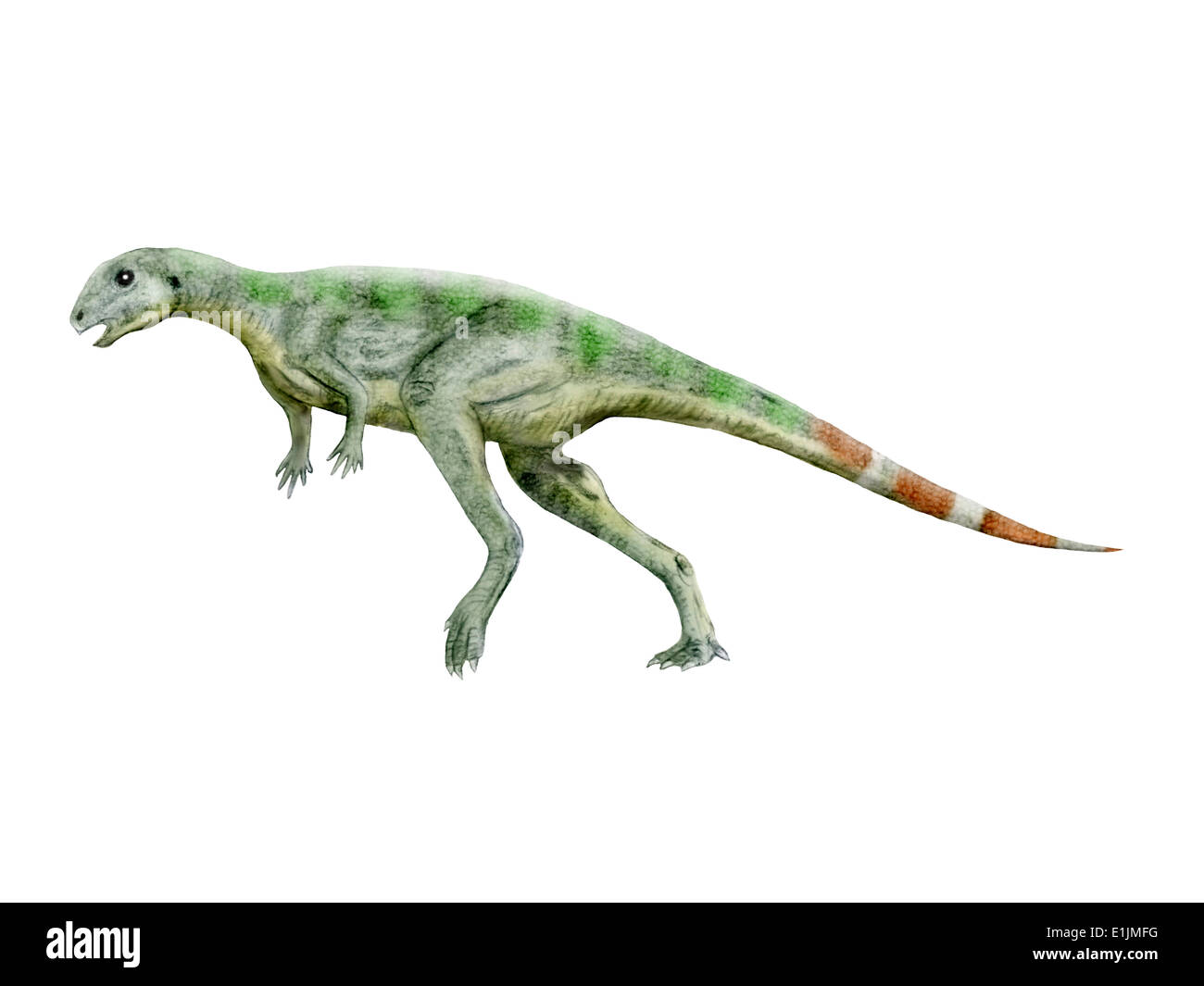 Pisanosaurus hi-res stock photography and images - Alamy