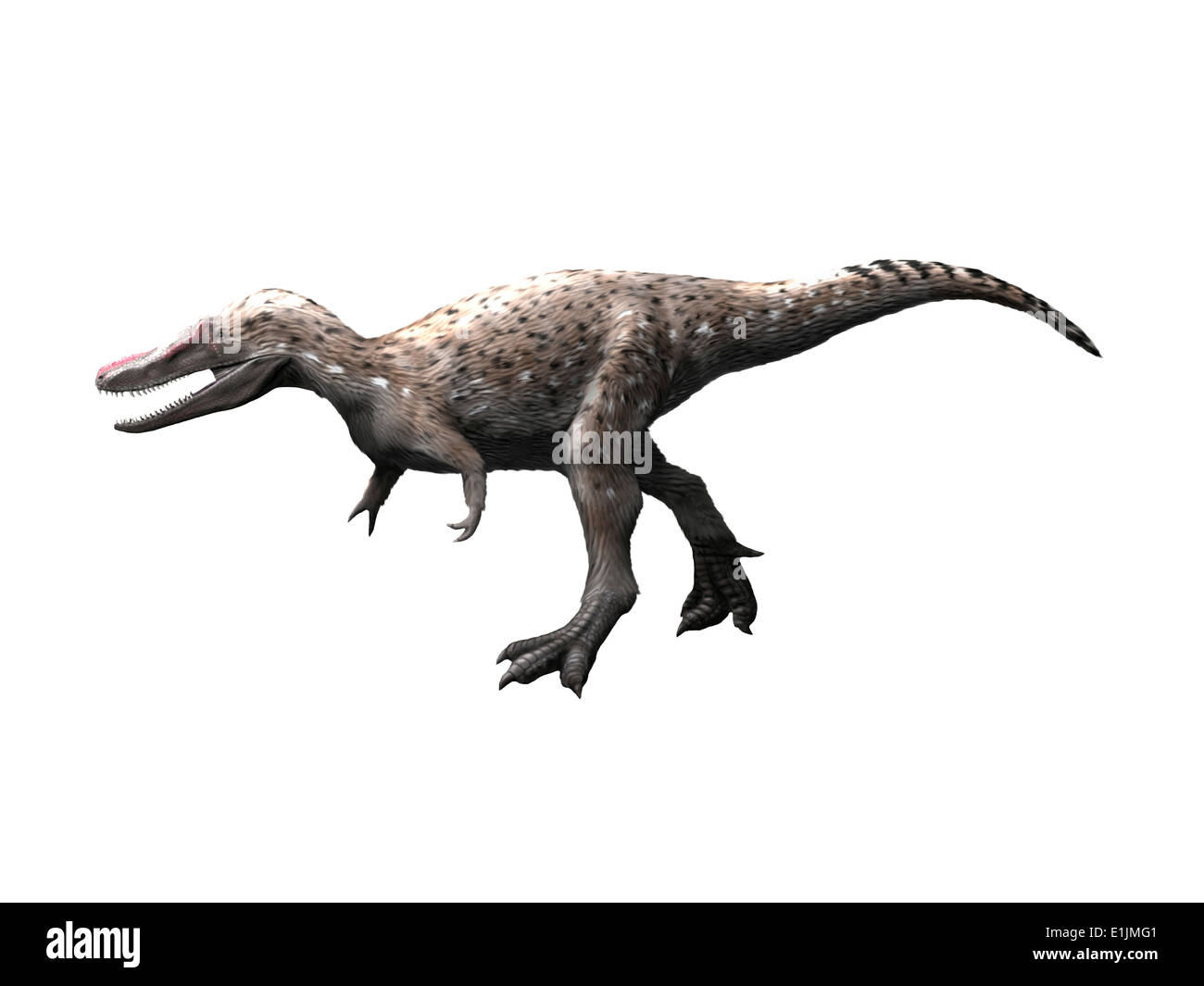 Qianzhousaurus dinosaur, white background. Stock Photo