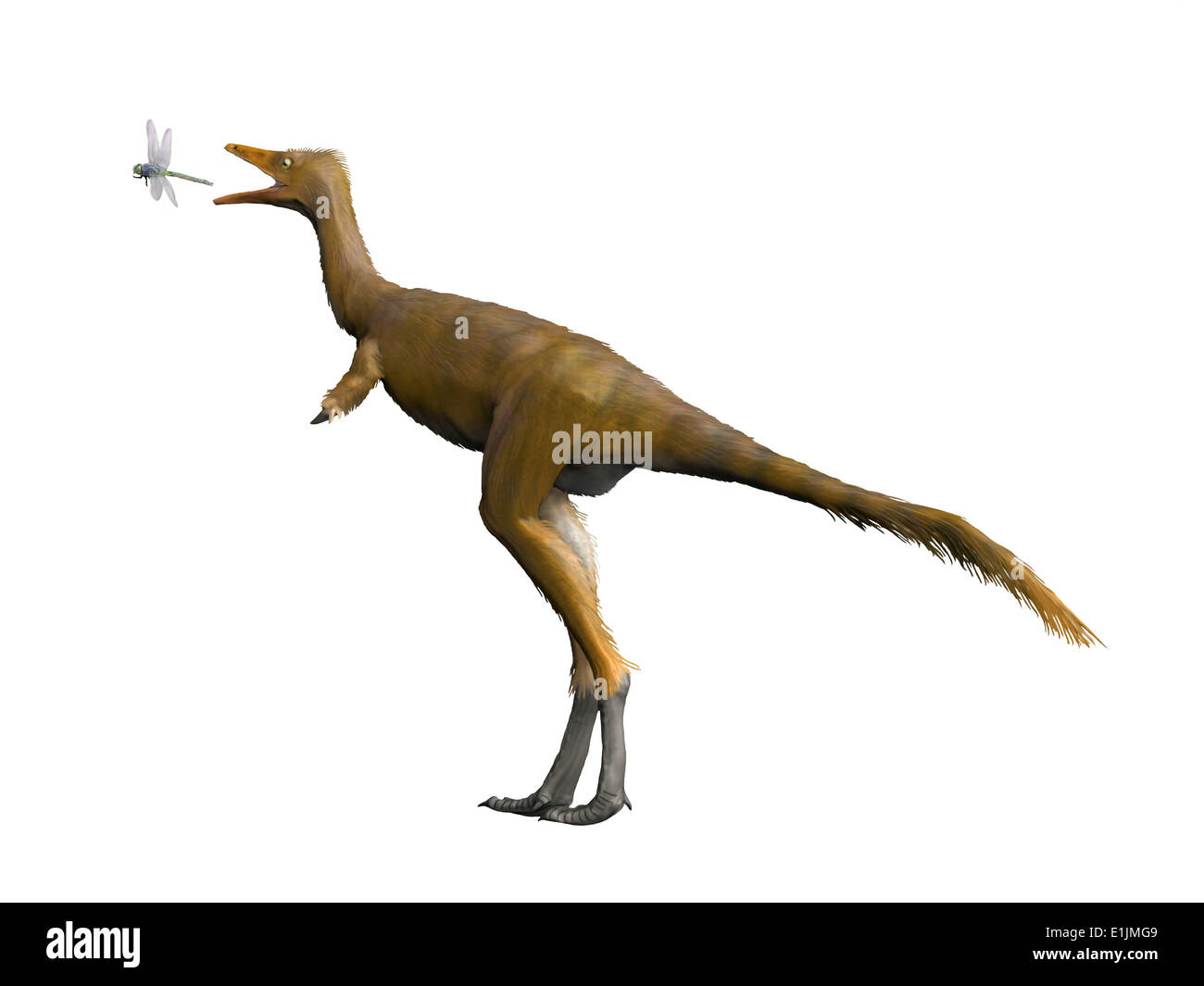 Shuvuuia dinosaur, white background. Stock Photo