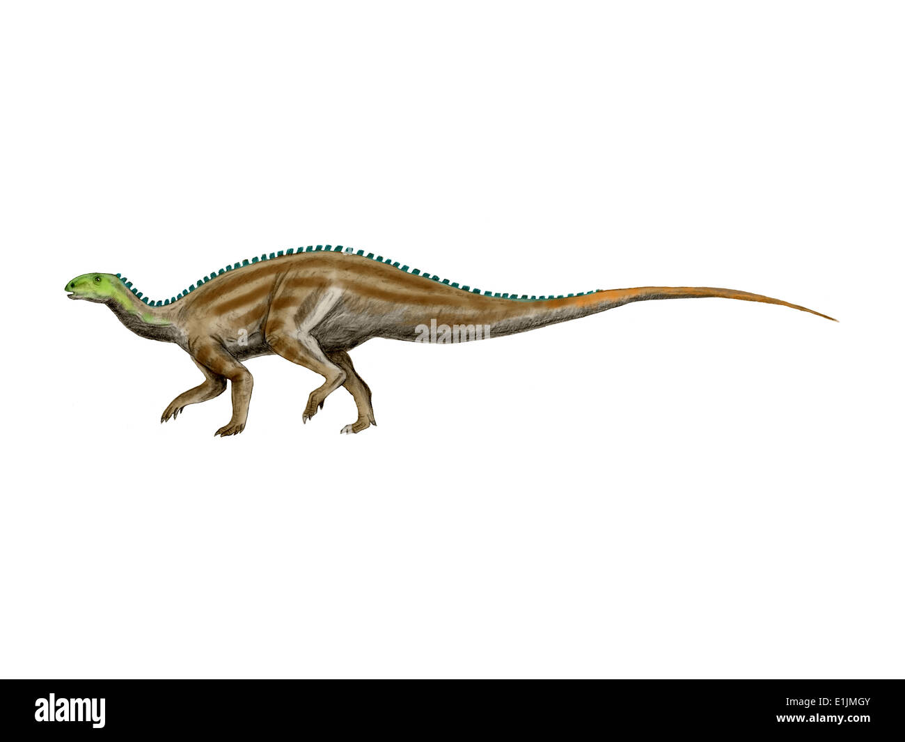 Tenontosaurus dinosaur, white background. Stock Photo