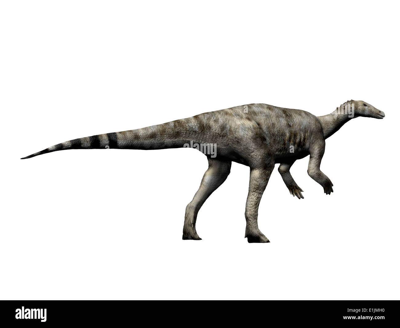 Thescelosaurus dinosaur, white background. Stock Photo