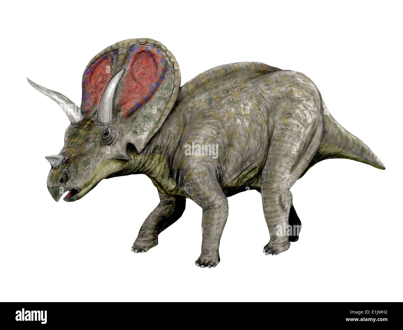 Torosaurus dinosaur, white background. Stock Photo