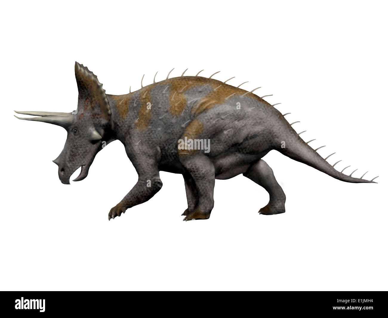 Triceratops dinosaur, white background. Stock Photo