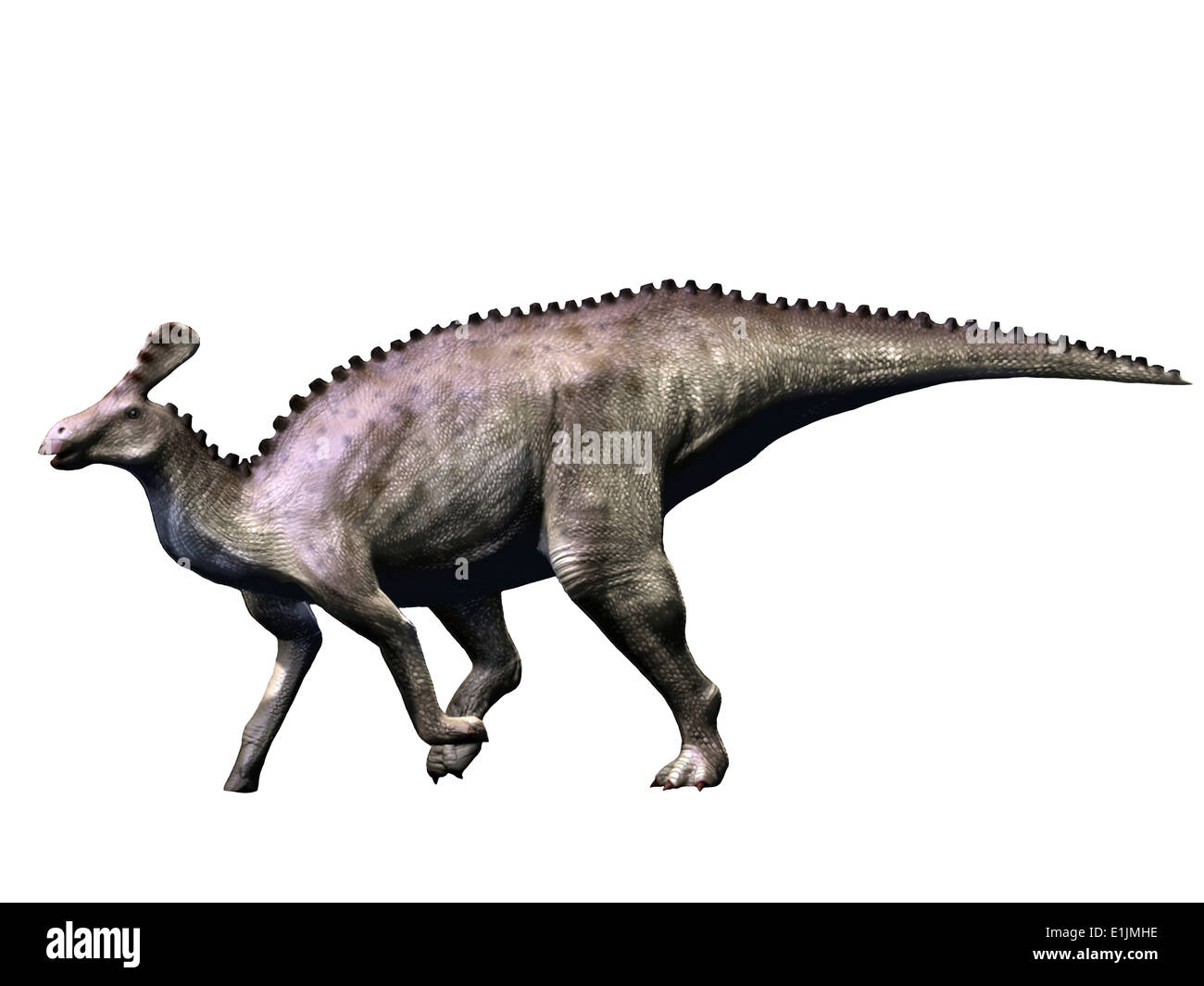 Tsintaosaurus dinosaur, white background. Stock Photo