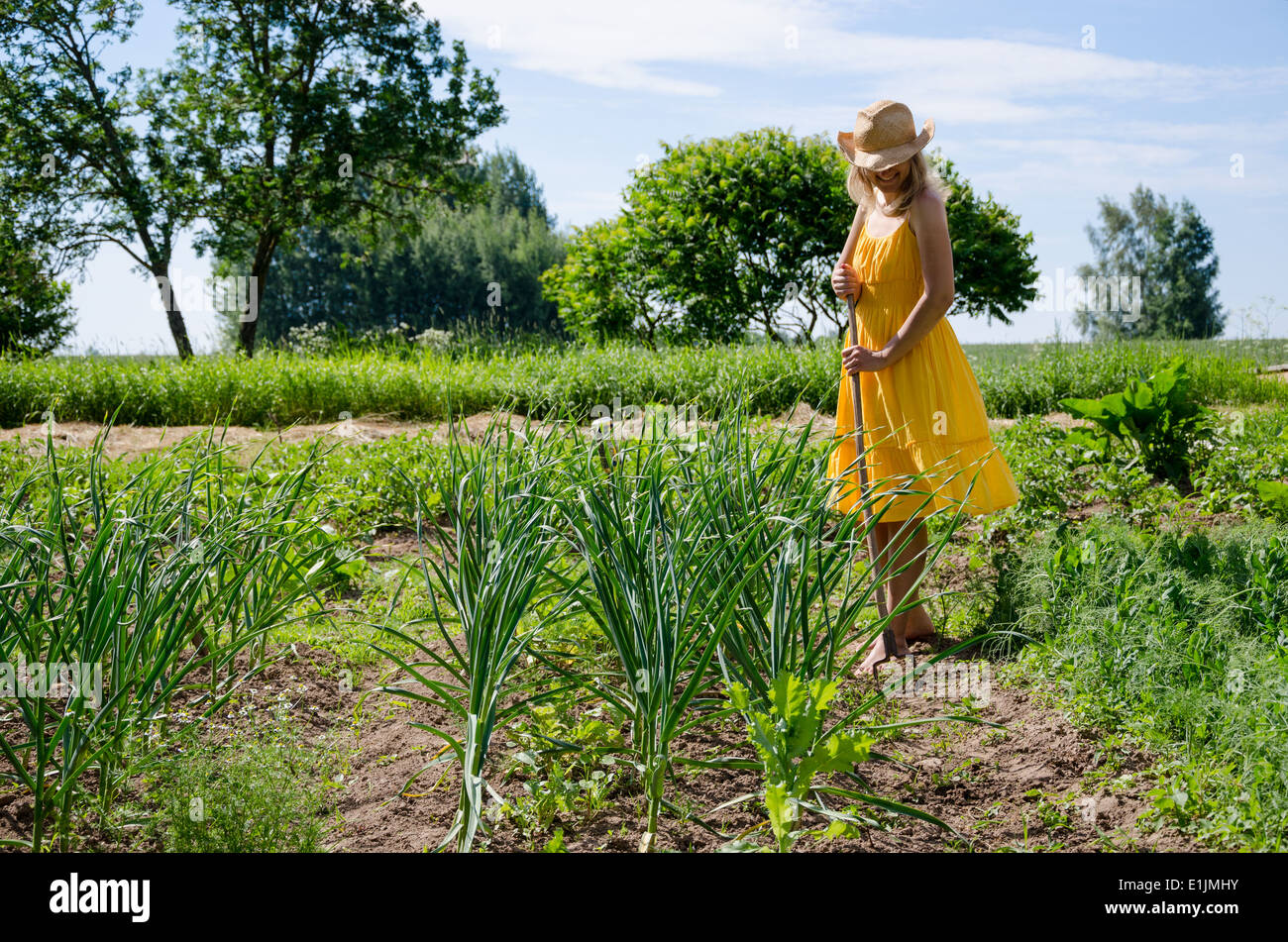 Barefoot gardener woman girl in dress and hat work in garden with hoe between garlic and pea plants. Stock Photo
