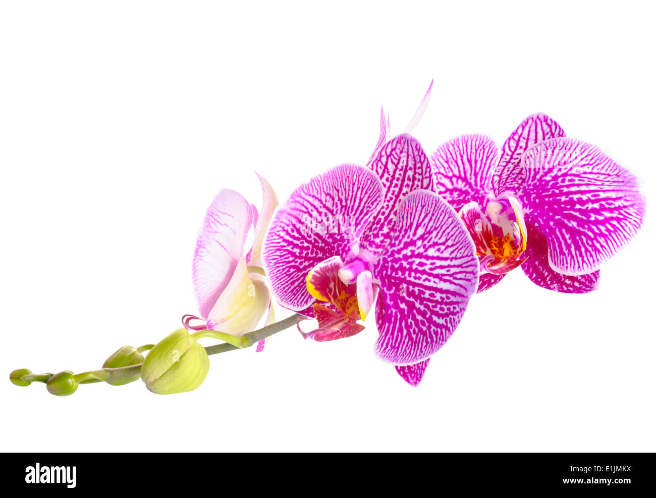 Blooming stripped purple with white orchid, phalaenopsis is isolated on white background Stock Photo