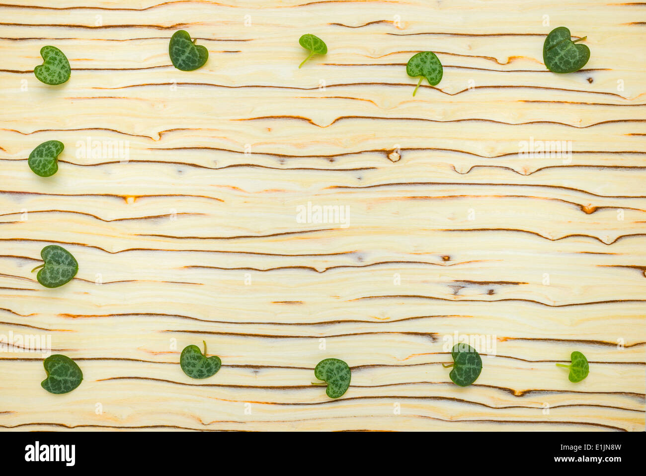 abstract leaves Ceropegia Woodii on wood texture (ice tree) Stock Photo