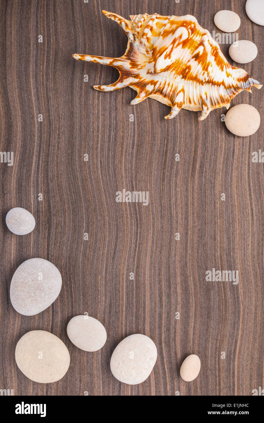 light pebbles and big shell on wooden ebony background Stock Photo