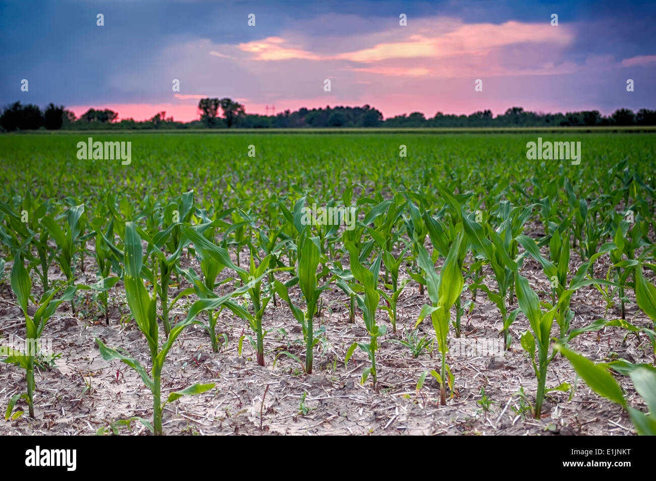 Sunset at the corn field Stock Photo
