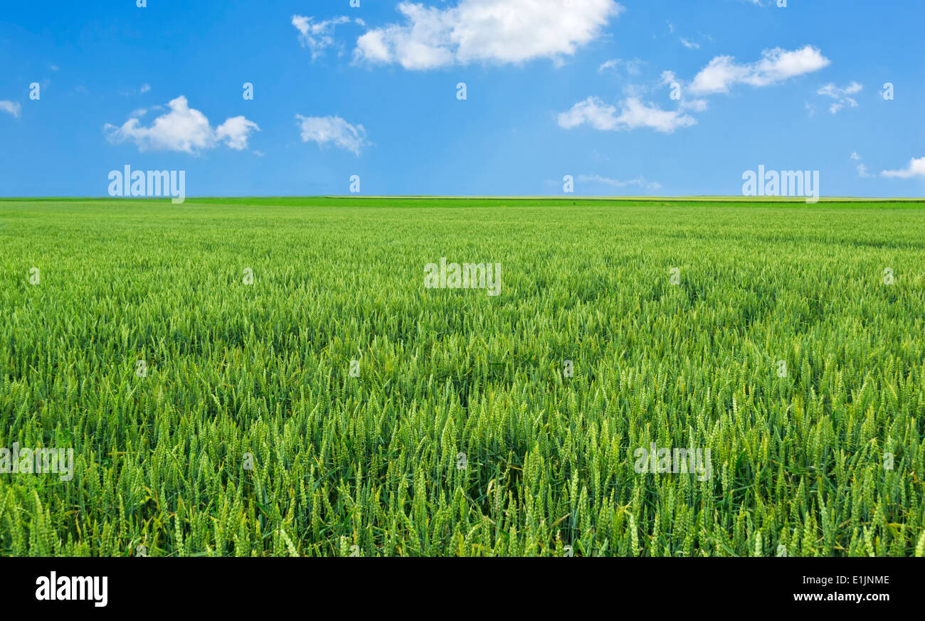 Wheat field and blue sky with clouds Stock Photo - Alamy