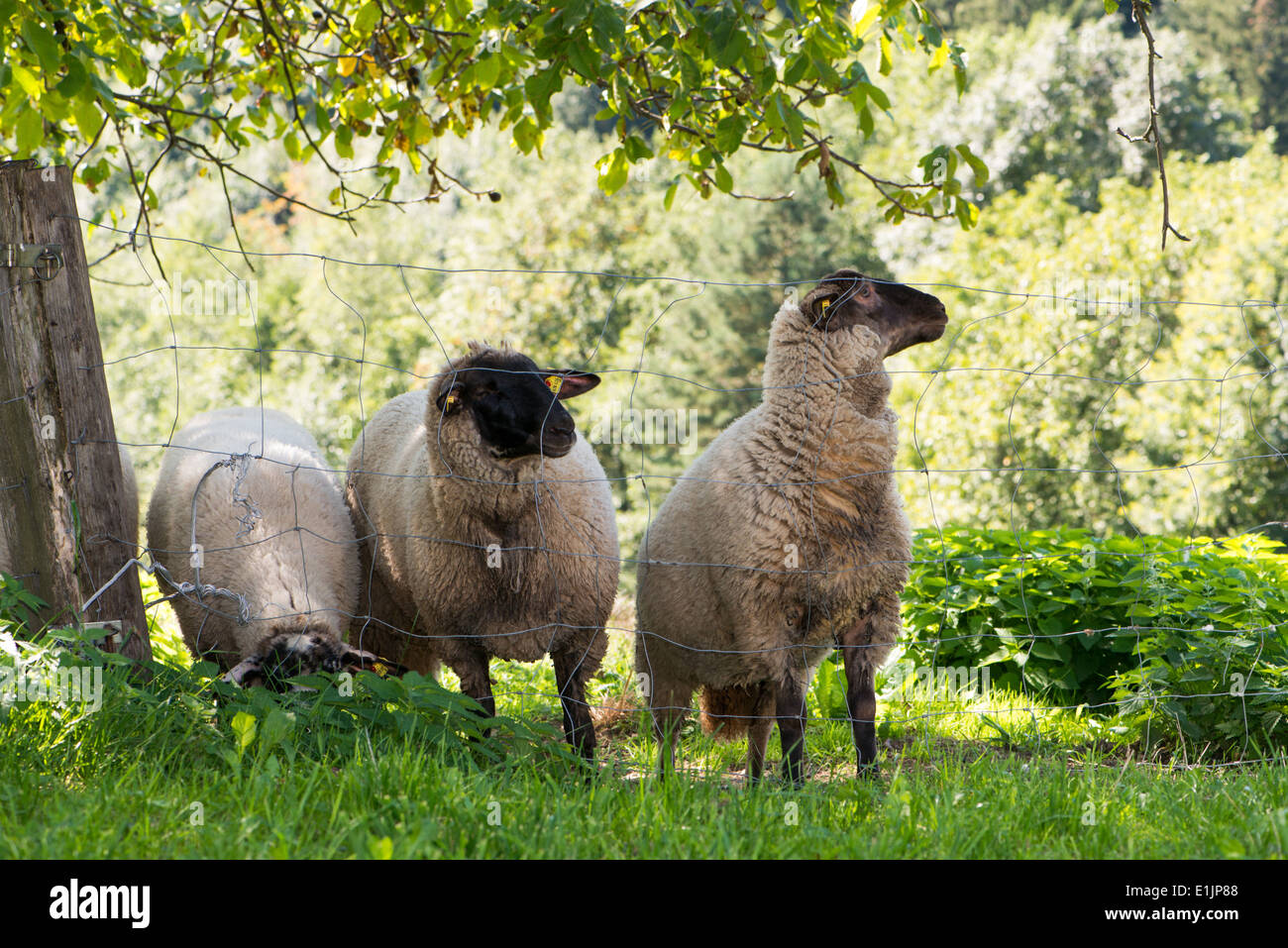 Sheep in a pasture looking at the camera Stock Photo - Alamy