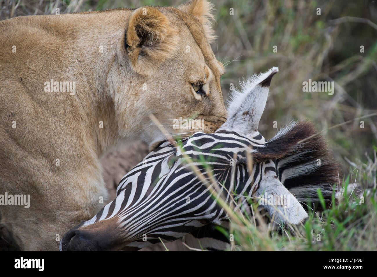 Lion with the final kill bit against a zebra hires stock photography