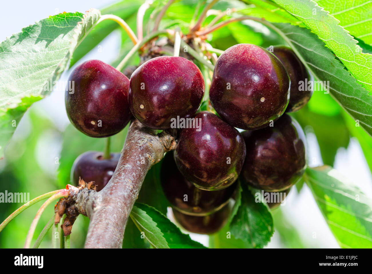 Bunches of ripe juicy cherry dark bordo berry on tree branch with sunlit leafage Stock Photo