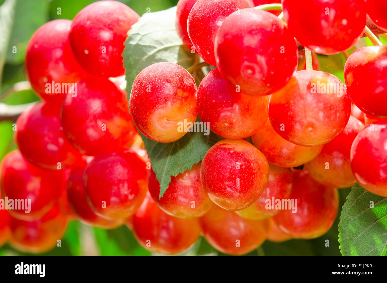 Sunlit bunch of yellow rainier red cherry berry on tree branch with leafage close-up Stock Photo