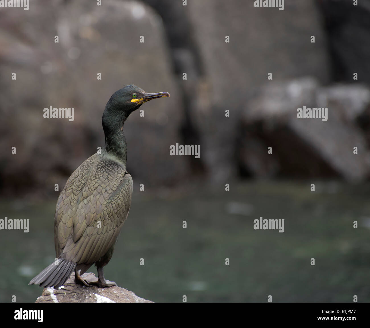 Portrait of a Shag (Green Cormorant) in the Farn Islands, Northumberland, England Stock Photo