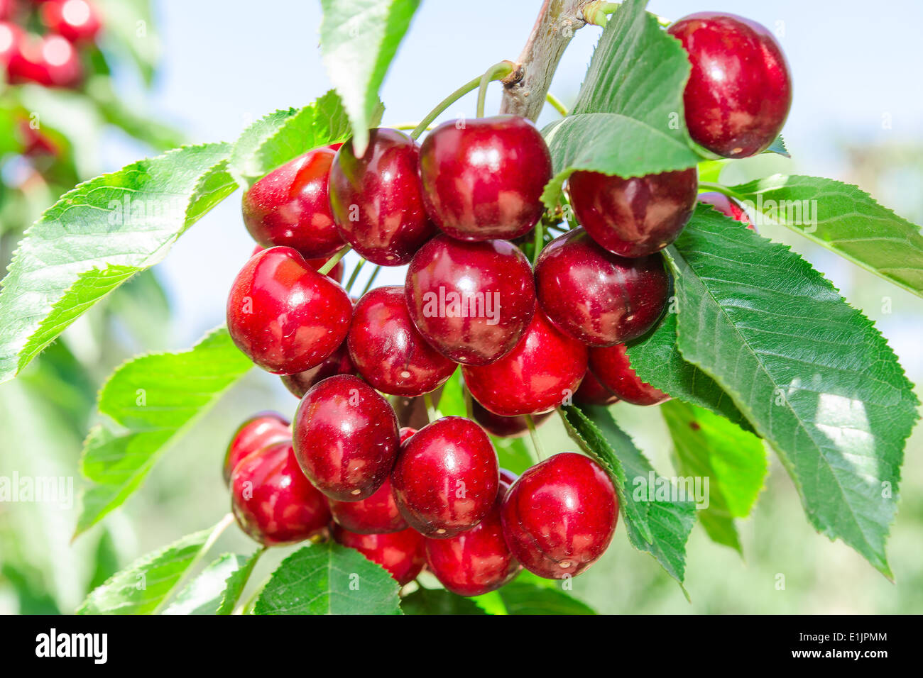 Branch of cherry tree with dark red ripe berries and sunlit leafage against blue sky Stock Photo