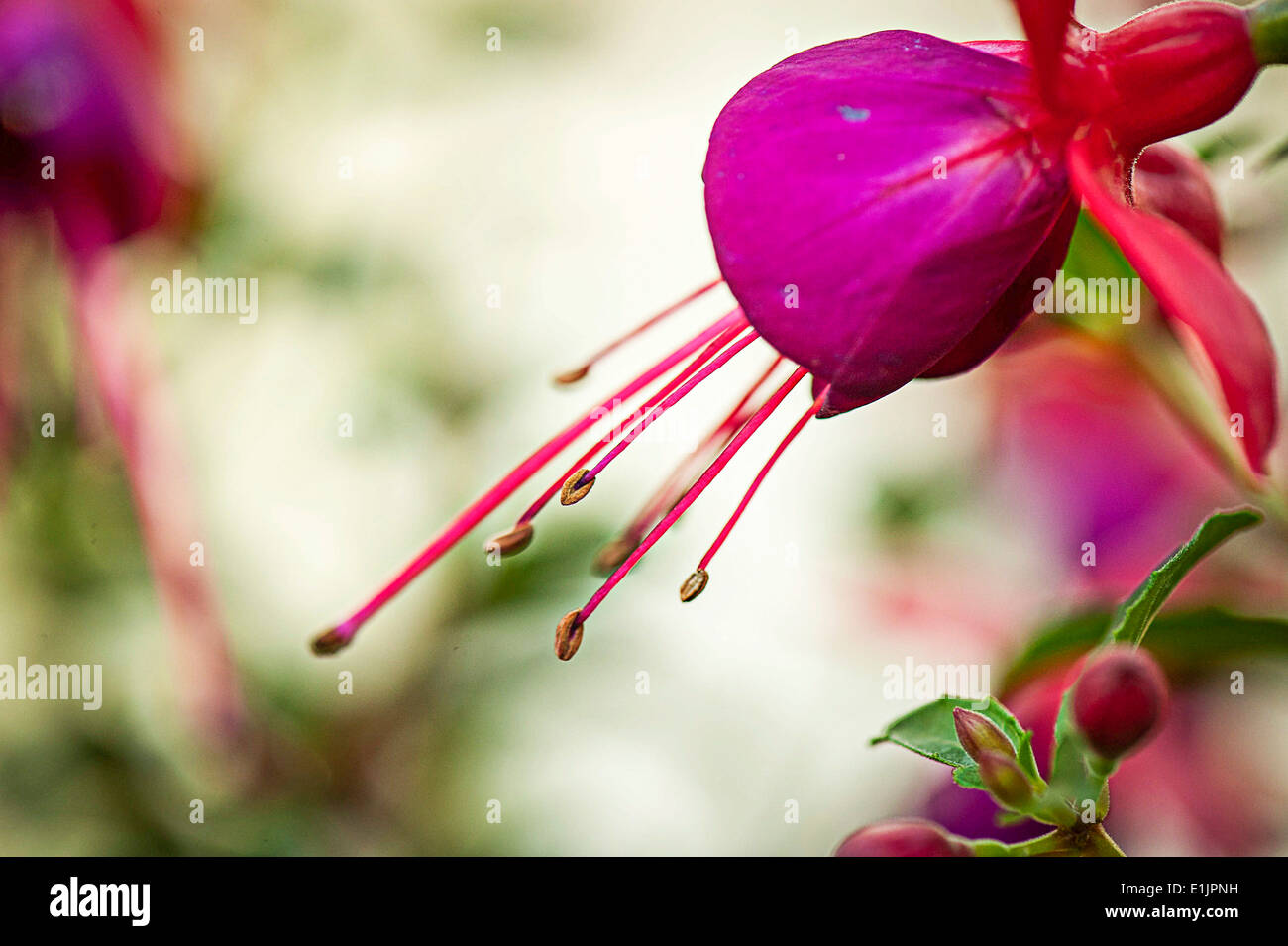 Fuchsia Brutus in flower Stock Photo