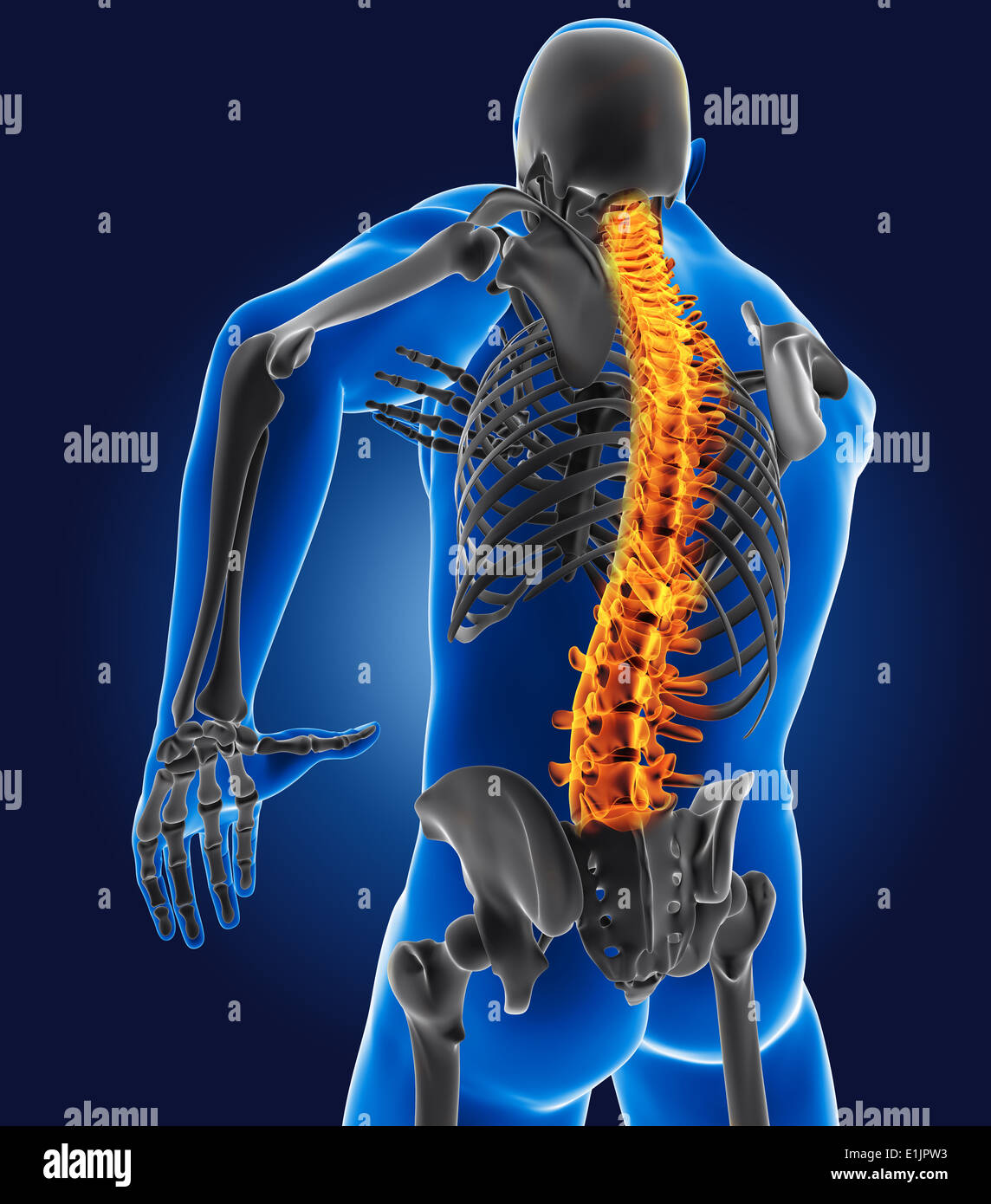 3D medical man with skeleton spine highlighted Stock Photo - Alamy