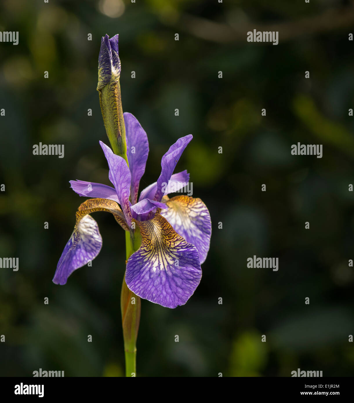 A purple Iris flower head in the sun Stock Photo